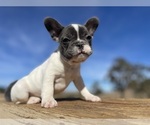 Small Photo #14 French Bulldog Puppy For Sale in TEMPLETON, CA, USA