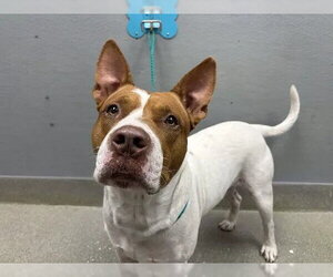 Mutt Dogs for adoption in Las Vegas, NV, USA
