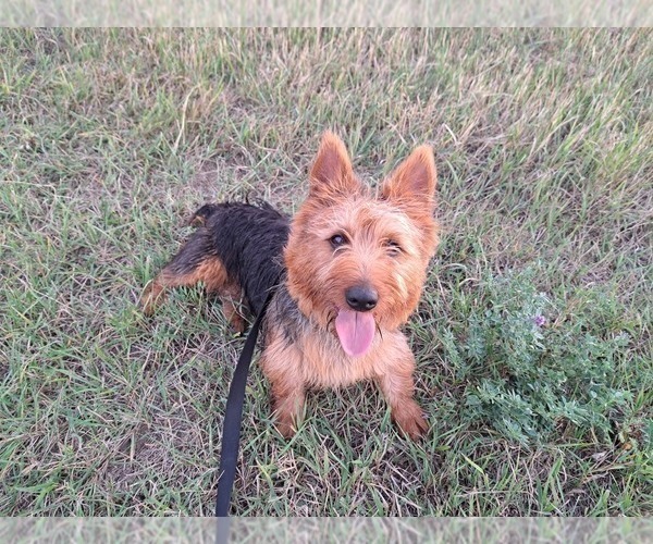 Medium Photo #8 Australian Terrier Puppy For Sale in WHITEWOOD, SD, USA