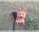 Small Photo #8 Australian Terrier Puppy For Sale in WHITEWOOD, SD, USA