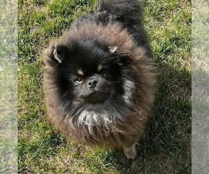 Pomeranian Puppy for sale in RESEDA, CA, USA