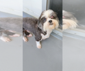 Shih Tzu-Unknown Mix Dogs for adoption in Hilton Head, SC, USA