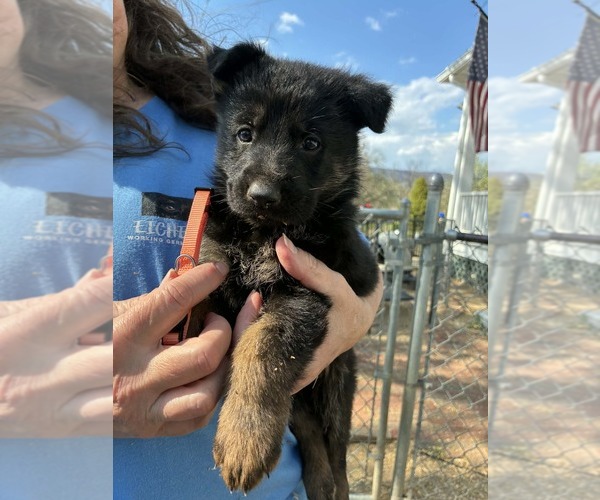 Medium Photo #20 German Shepherd Dog Puppy For Sale in NEWVILLE, PA, USA