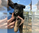 Small Photo #20 German Shepherd Dog Puppy For Sale in NEWVILLE, PA, USA