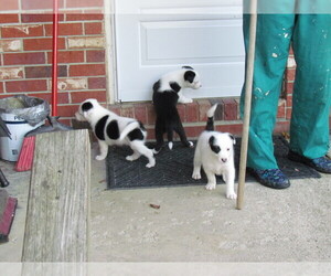 Border Collie Puppy for sale in POLK, OH, USA