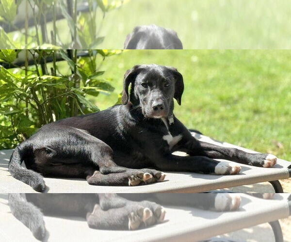 Medium Photo #2 English Foxhound-Unknown Mix Puppy For Sale in Cary, NC, USA