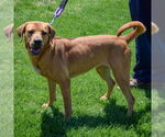 Small #6 Redbone Coonhound-Rhodesian Ridgeback Mix