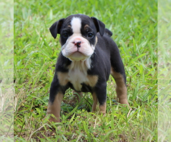 Medium Photo #5 Bulldog Puppy For Sale in WINNSBORO, TX, USA