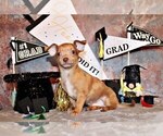 Small Photo #3 Chihuahua Puppy For Sale in CHARLESTON, AR, USA