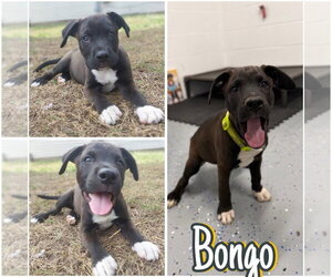 Affenpinscher Dogs for adoption in Pierceton , IN, USA