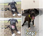 Bongo - In Foster - Call for Appt - Male Affenpinscher Dog for Adoption - Small photo