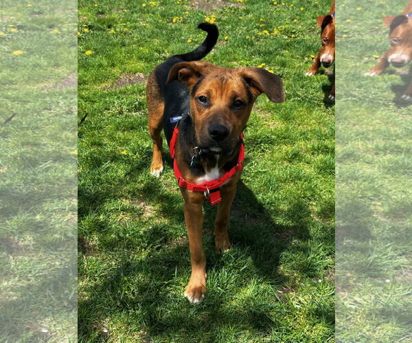 Medium Photo #2 Mutt Puppy For Sale in Plainfield, IL, USA