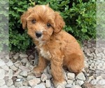 Small #3 Cavapoo (Miniature)