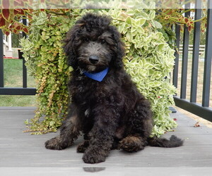 Sheepadoodle Puppy for sale in MILLERSBURG, OH, USA