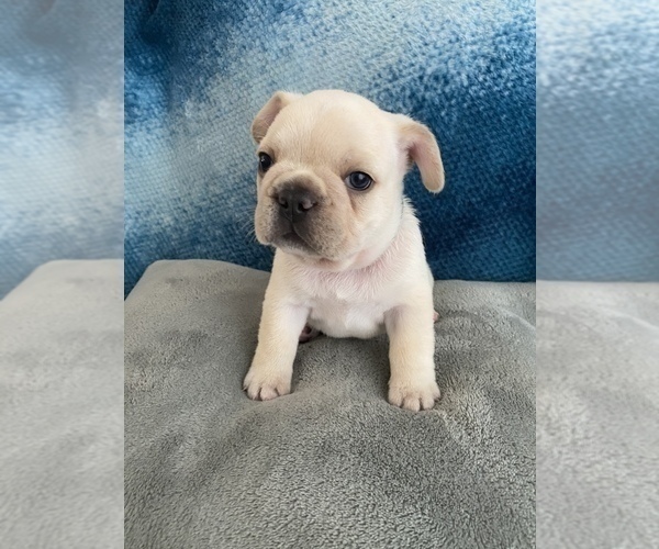 Medium Photo #5 French Bulldog Puppy For Sale in POMPANO BEACH, FL, USA