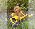 Small #1 Cockapoo