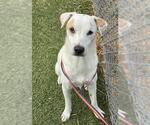Small #1 Labrador Retriever Mix