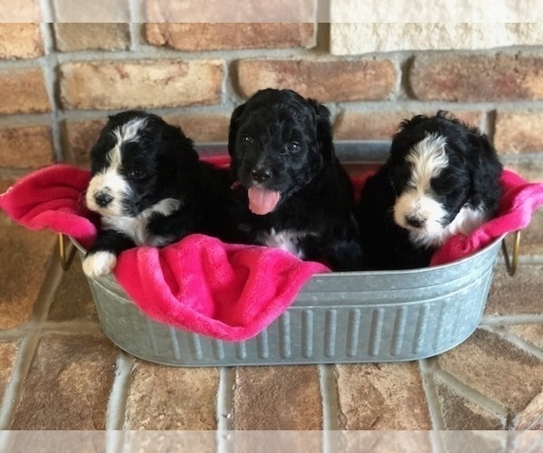 Medium Photo #25 Bernedoodle Puppy For Sale in BRYANT, IA, USA