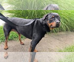 Ruby Roo - Female Rottweiler Dog for Adoption - Small photo