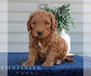 Goldendoodle (Miniature) Puppy for sale in NARVON, PA, USA