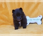 Small Photo #23 Pomsky Puppy For Sale in RAMONA, CA, USA