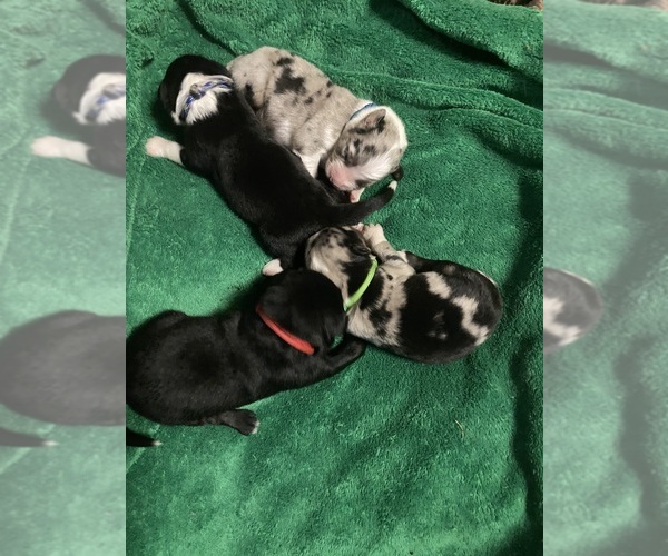 Medium Photo #8 F2 Aussiedoodle Puppy For Sale in ONAWAY, MI, USA