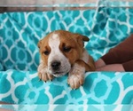 Small Photo #3 Box heeler Puppy For Sale in CLARKRANGE, TN, USA