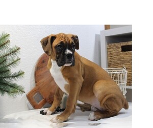 Boxer Puppy for Sale in SHIPSHEWANA, Indiana USA