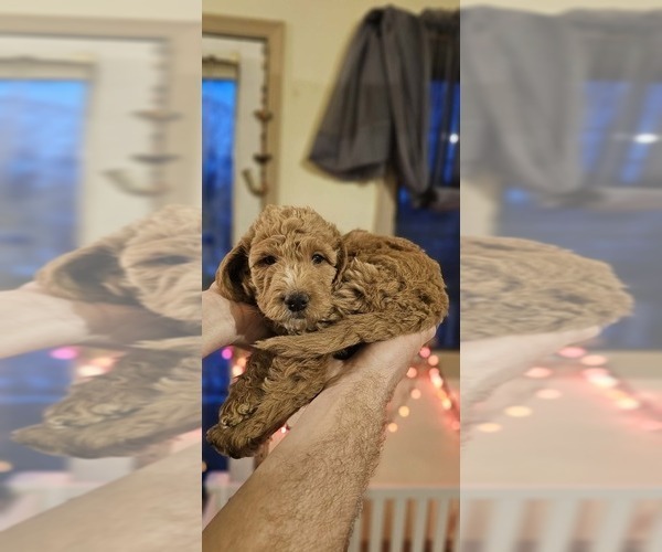 Medium Photo #3 Labradoodle mix (+ Poodle Standard) Puppy For Sale in WASILLA, AK, USA