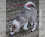 Small Photo #1 Pomsky Puppy For Sale in SEQUIM, WA, USA