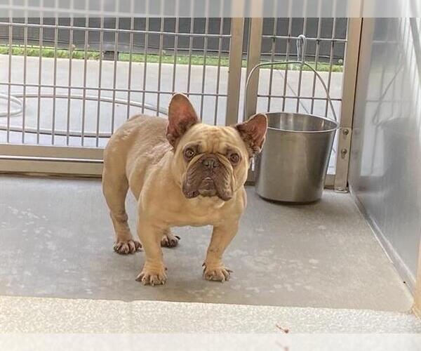 Medium Photo #1 French Bulldog Puppy For Sale in Orange, CA, USA