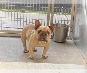 French Bulldog Dogs for adoption in Orange, CA, USA