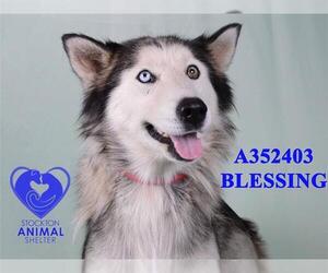 Siberian Husky Dogs for adoption in Stockton, CA, USA
