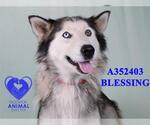 Small Siberian Husky