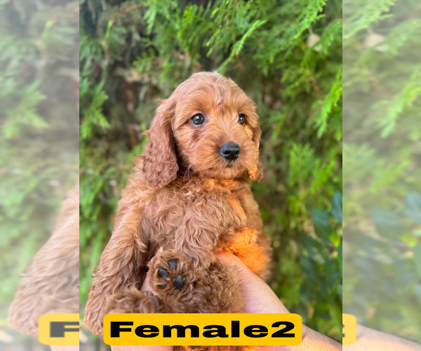 Medium Photo #12 Goldendoodle (Miniature) Puppy For Sale in BAKERSFIELD, CA, USA