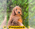Small #11 Goldendoodle (Miniature)