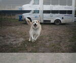 Small #8 Anatolian Shepherd-Great Pyrenees Mix