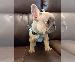 French Bulldog Puppy for sale in DURANT, OK, USA