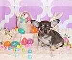 Small #5 Chihuahua