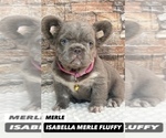 Small #6 French Bulldog