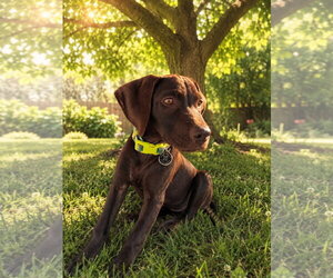 German Shorthaired Pointer Dogs for adoption in Stephens City, VA, USA