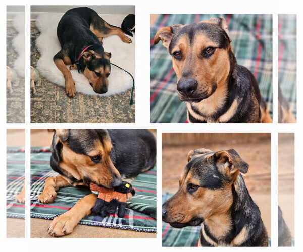Medium Photo #8 Shepradors Puppy For Sale in LOGANVILLE, GA, USA