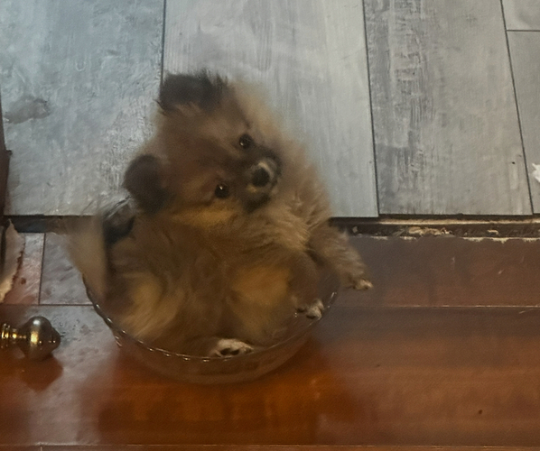 Medium Photo #2 Pomeranian Puppy For Sale in NAPERVILLE, IL, USA