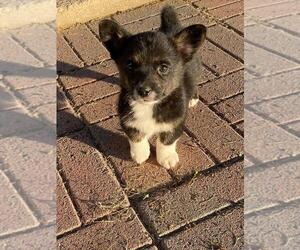 Pembroke Welsh Corgi Puppy for sale in BRIGGSDALE, CO, USA
