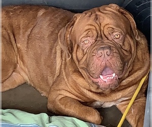 Mother of the Dogue de Bordeaux puppies born on 09/23/2021