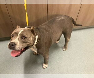 American Pit Bull Terrier-Unknown Mix Dogs for adoption in Baytown, TX, USA