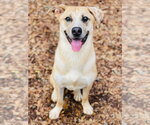Small #1 Anatolian Shepherd Mix