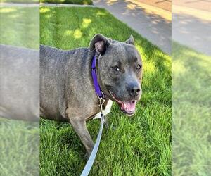 American Pit Bull Terrier Dogs for adoption in Denver, CO, USA