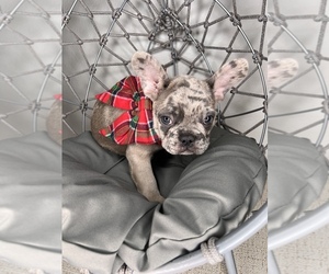 French Bulldog Puppy for sale in SAINT AUGUSTINE, FL, USA
