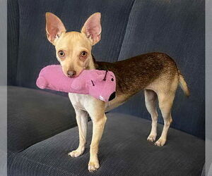 Medium Chihuahua